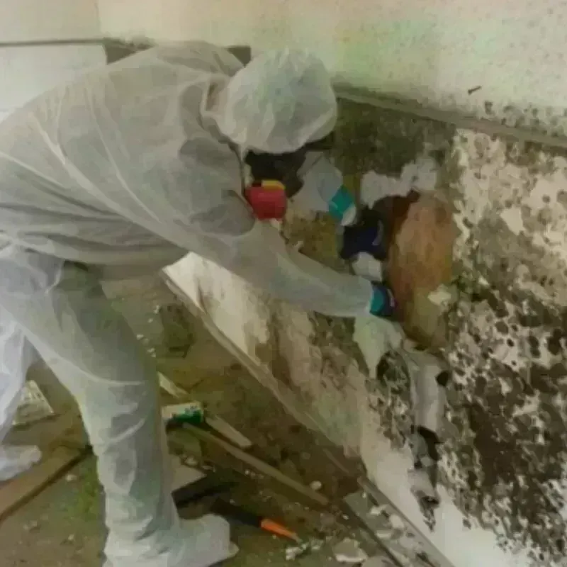 Mold Remediation and Removal in Charenton, LA